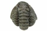 Wide Enrolled Flexicalymene Trilobite - Mt Orab, Ohio #211553-1